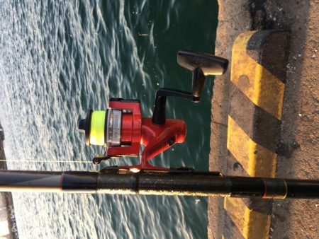 サビキ釣りでマイワシ